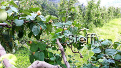 Welches Obst oder Frucht