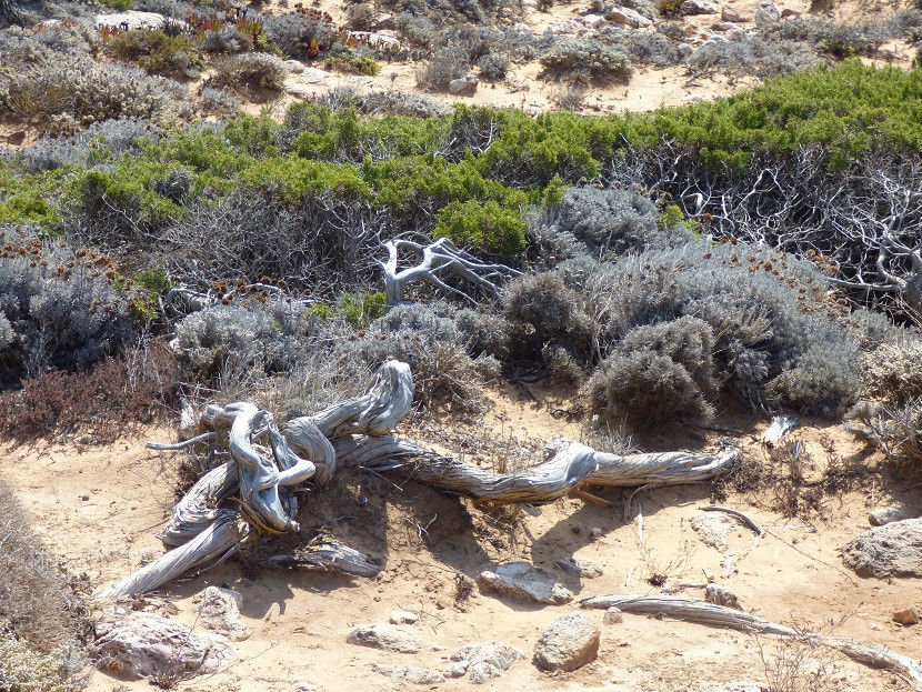 Costa Vicentina