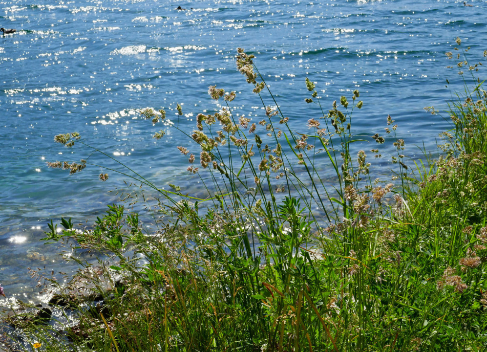 Haidersee