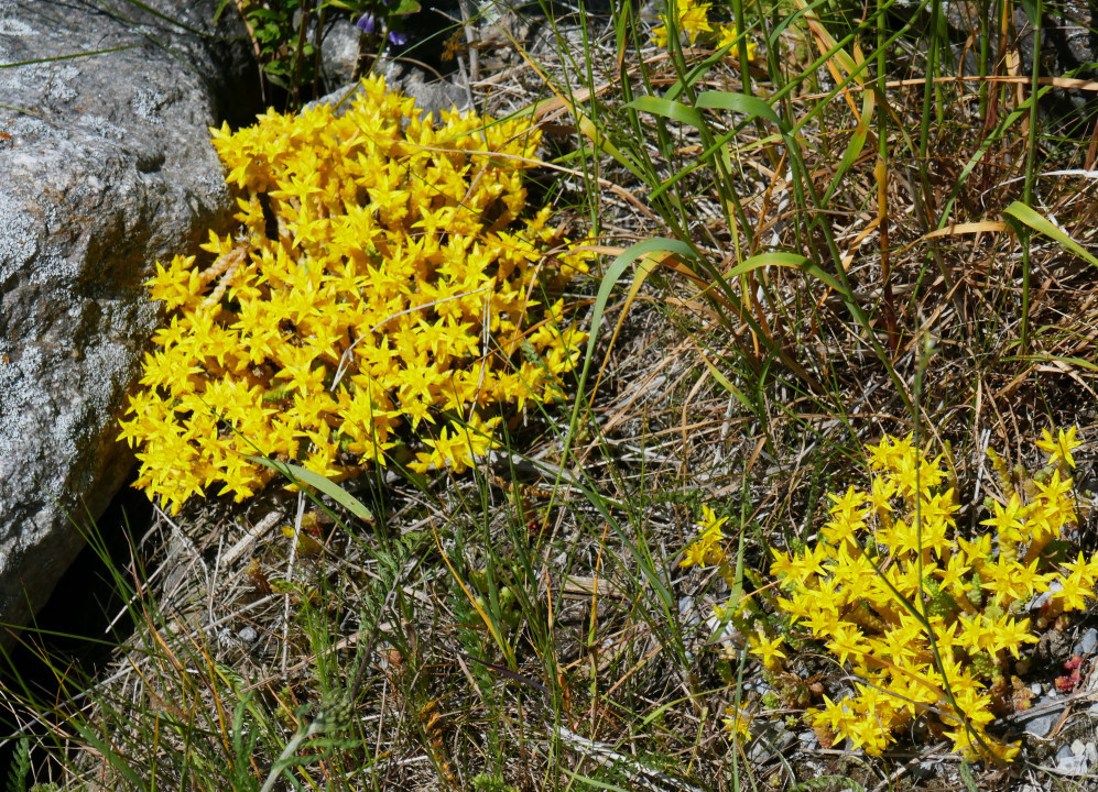 Haidersee