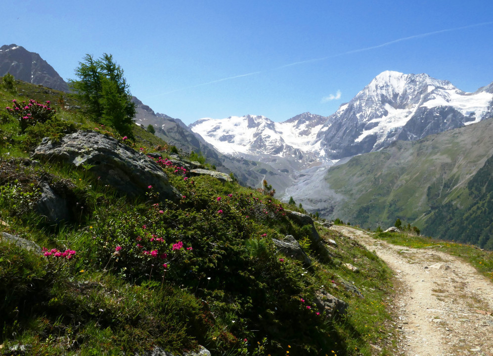 Ortlergebiet, Alpenrosenblüte