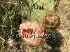 Wanderung Quelle Karisnica (31)