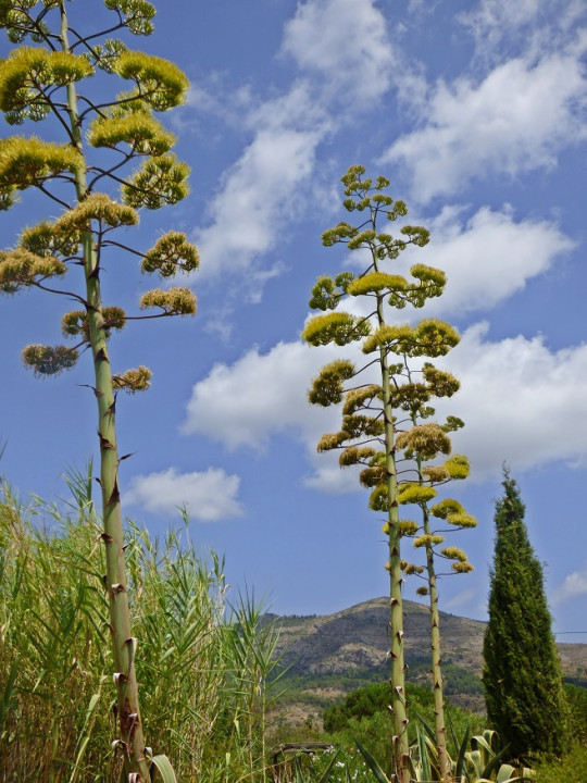 Blüte der Agave