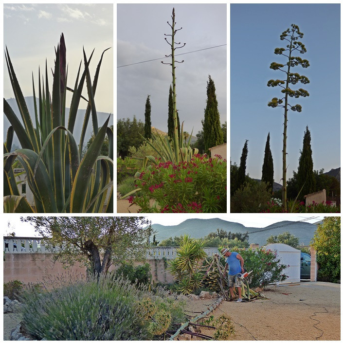 Agave Wachstum von April - August