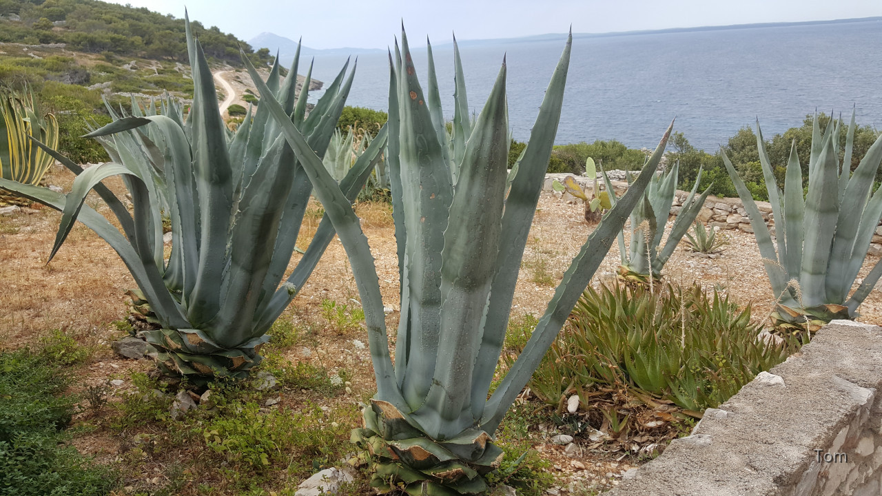 Mali Losinj 2022