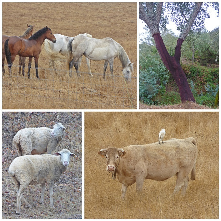 im Alentejo