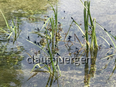 Zrmanja Bootstour (33)