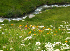 Arnikabestände, Arnica 24.6.22 Planailtal