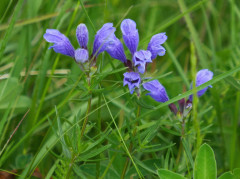 Drachenkopf-Berg-Nordisch, Dracocephalum ruyschiana 24.6.22 Planailtal (2)