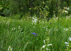 Drachenkopf-Berg-Nordisch, Dracocephalum ruyschiana 24.6.22 Planailtal (10)