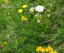 Ferkelkraut-Flecken, Hypochaeris maculata 24.6.22 Planailtal (1)