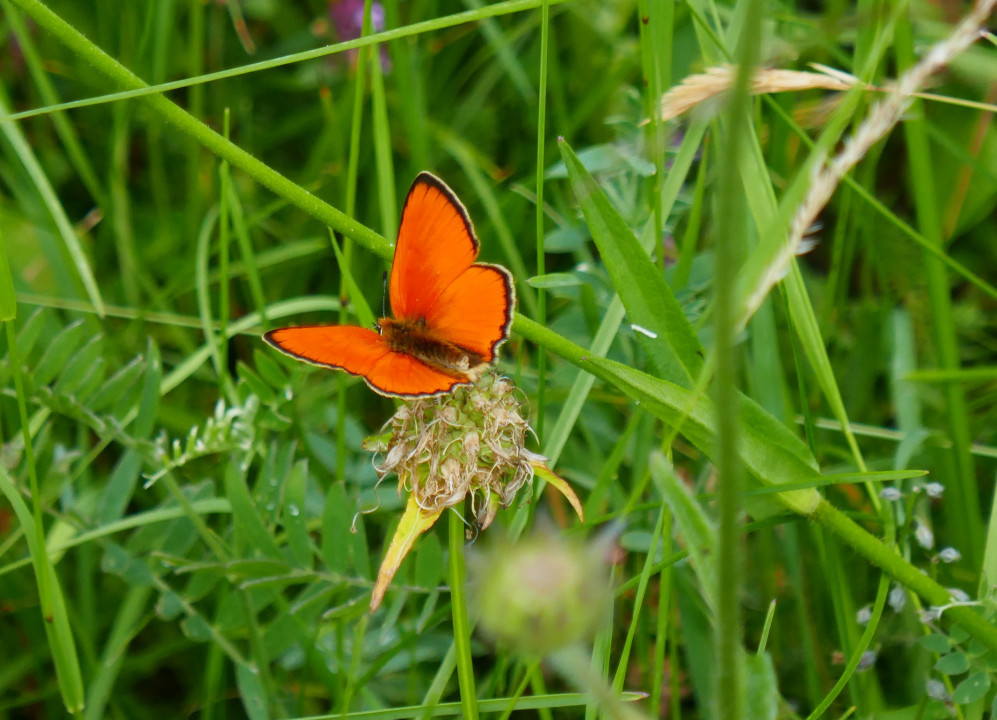 Dukaten-Feuerfalter, Lycaena virgaureae 24.6.22 Planailtal