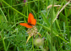 Dukaten-Feuerfalter, Lycaena virgaureae 24.6.22 Planailtal