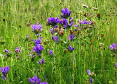 Glockenblume-Knäuel, Campanula glomerata 24.6.22 Planailtal