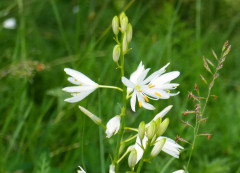 Graslilie-astlos, Anthericum liliago 24.6.22 Planailtal (14)