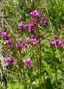 Heilglöckel, Primula matthioli 3.7.16