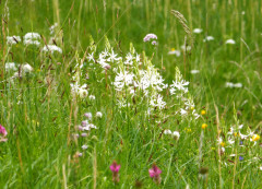 Graslilie-Astlos, Anthericum liliago 24.6.22 Planailtal (5)