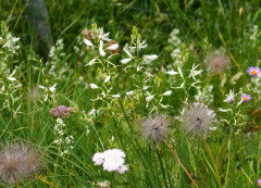 Graslilie-Astlos, Anthericum liliago 24.6.22 Planailtal (1)