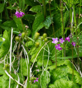 Heilglöckel, Primula matthioli 24.6.22 Planailtal