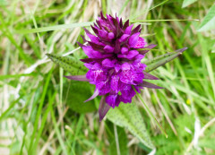 Knabenkraut-Fingerwurz-Breitblatt, Dactylorhiza majalis 24.6.22 Planailtal (1)