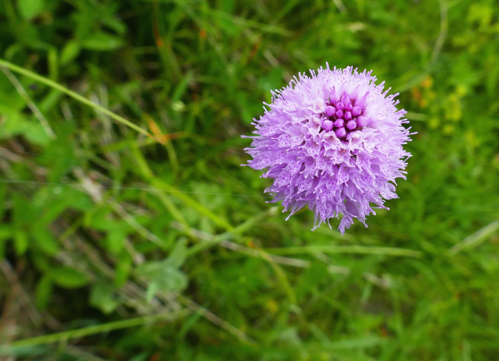 Kugelorchis, Traunsteinera globosa 24.6.22 Planailtal (11)