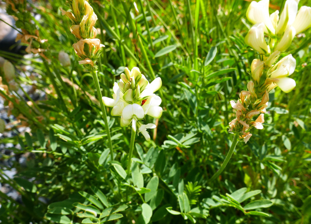 Oxytropis campestris ssp. tyroliensis!, Tiroler Alpen-Spietzkiel 24.6.22 Planailtal