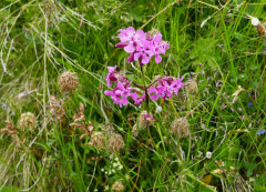 Pechnelke, Lychnis viscaria 24.6.22 Planailtal