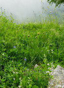 Pippau-Alantblättrig!!, Crepis conycifolia 24.6.22 Planailtal
