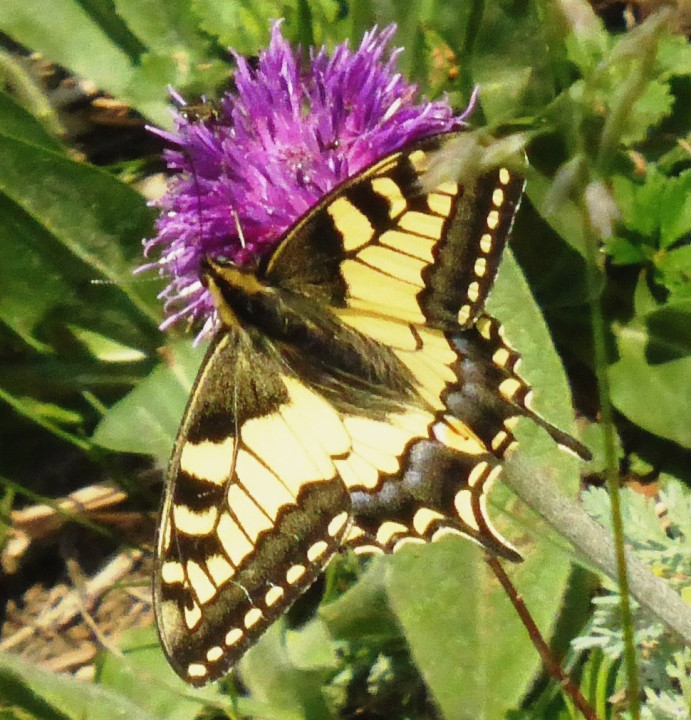 Schwalbenschwanz, Papilio machaon