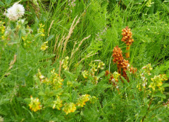 Sommerwurz-Laserkraut-Würger (Bergkümmel), Orobanche laserpitii-sileri 24.6.22 Planailtal