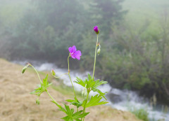 Storchschnabel-Sumpf, Geranium palustre 24.6.22 Planailtal