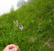 Tragant-Alpen..., Astragalus alpinus 24.6.22 Planailtal