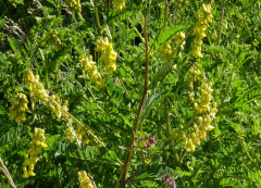 Tragant-Hänge, Astragalus penduliflorus
