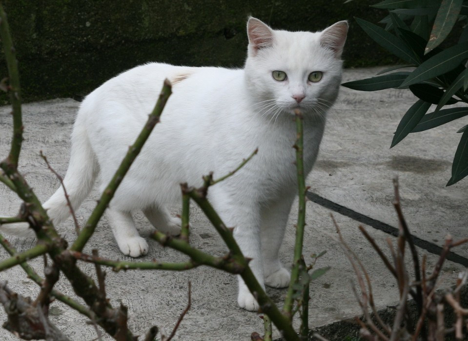 Plomin Luka