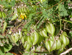 Tragant-Hängeblütig-Blasen!, Astragalus penduliflorus 19.7.21