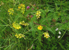 Tragant-Hängeblüten, Astragalus penduliflorus 24.6.22 Planailtal