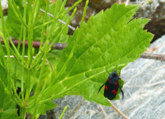 Widderchen-Beifleck, Zygaena loti 24.6.22 Planailtal (3)