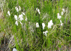 Wollgras-Breitblatt, Eriophorum latifolium 24.6.22 Planailtal (1)