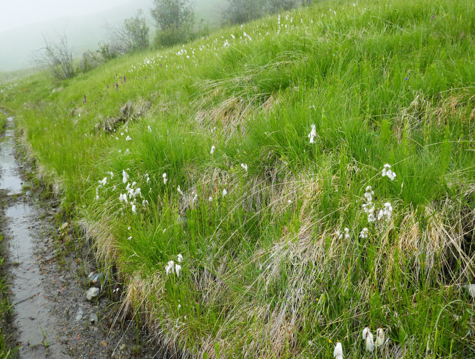 Wollgras-Breitblatt, Eriophorum latifolium 24.6.22 Planailtal (2)