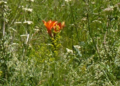 Feuerlilie, Lilium bulbiferum Planeil