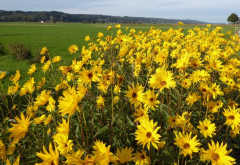 Herbst