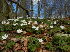 Frühling im Buchenwald