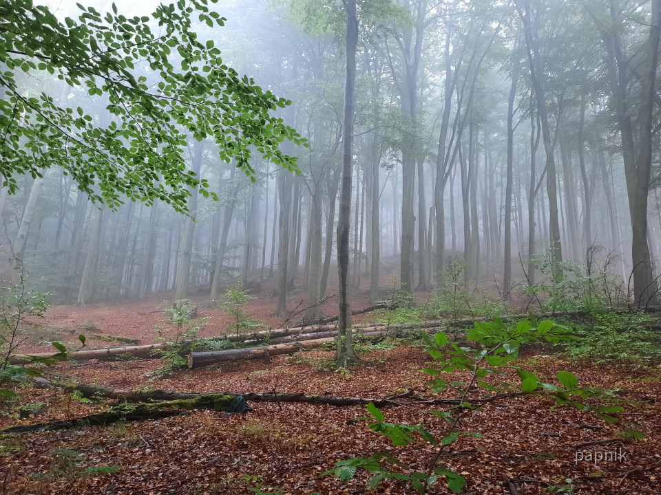 Nebel