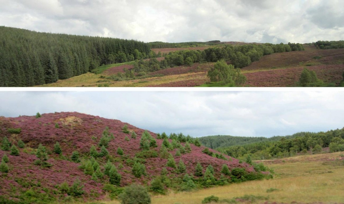 Schottland2_52