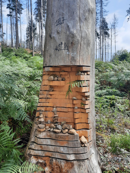 Baum