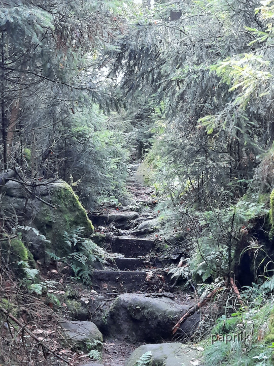 Urwald