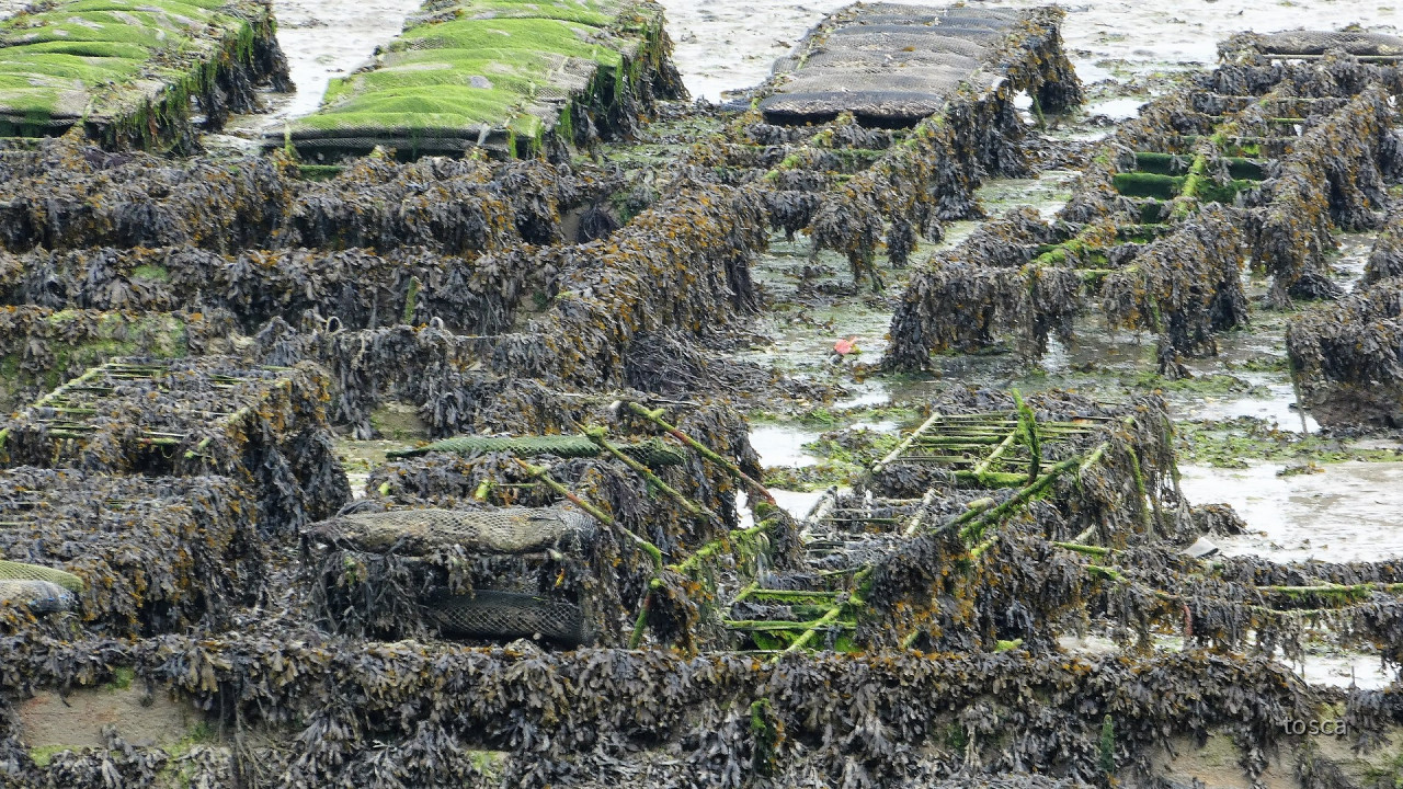 Cancale in der Bretagne mit den berühmten Austernbänken