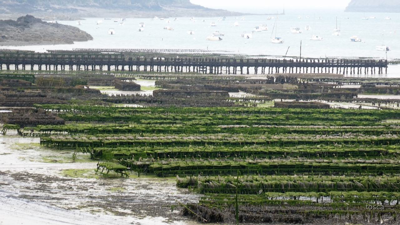 Cancale in der Bretagne mit den berühmten Austernbänken