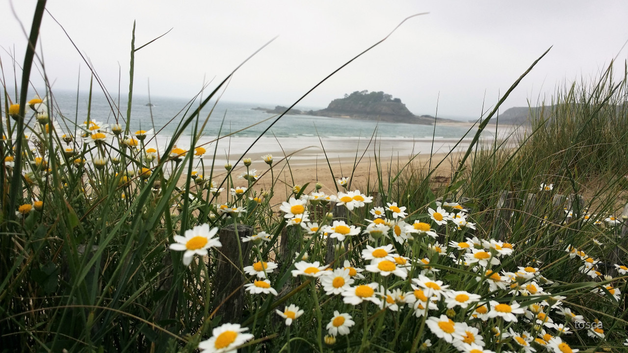 Strand in der Nähe von Cancale
