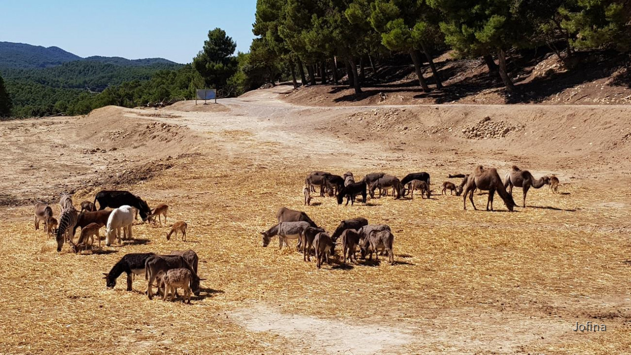 Safari Aitana 08